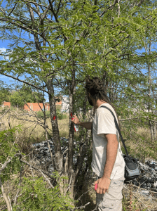 Demarcación de las especies exóticas invasoras para extracción con aerosol rojo.